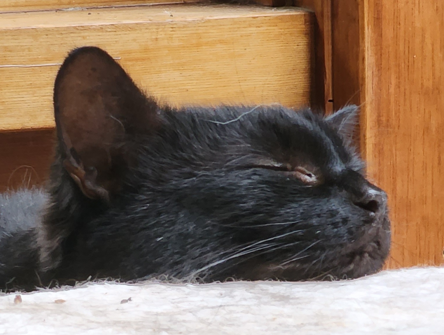 Miss Meow snoozing