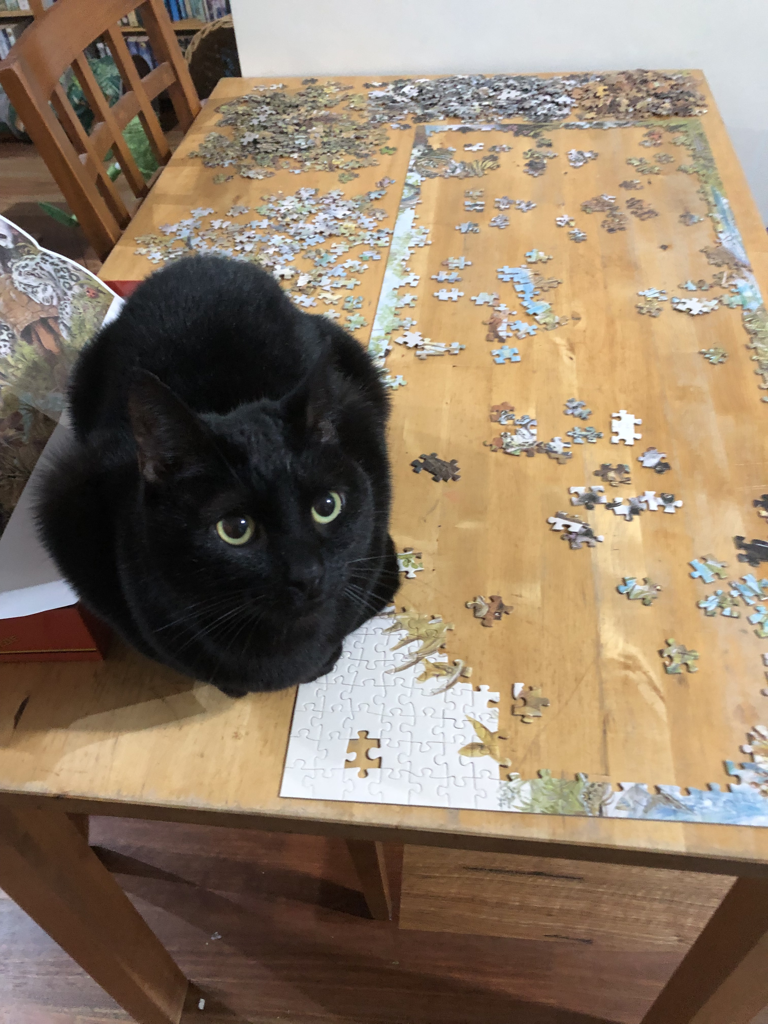 black cat on jigsaw puzzle