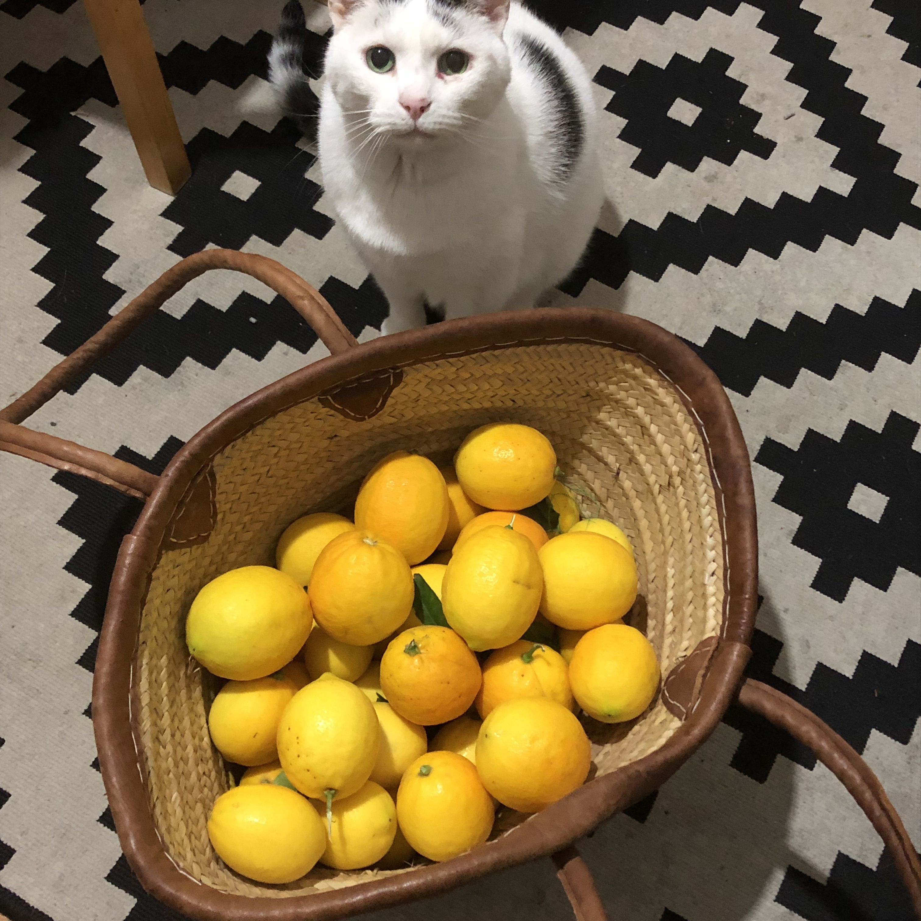 cat & bag of lemons