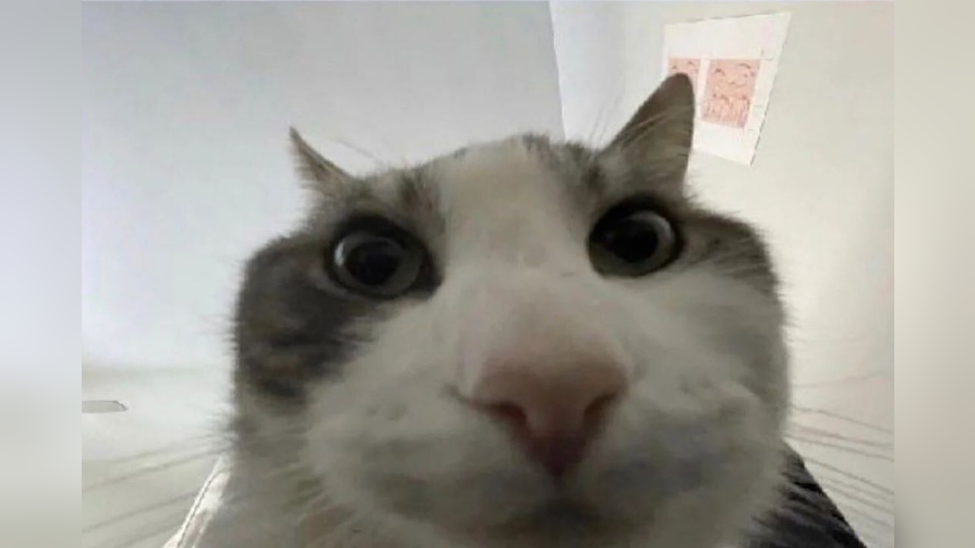 cat looking in meme