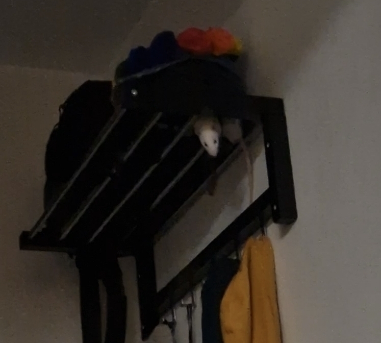 white rat at the top of the coat rack