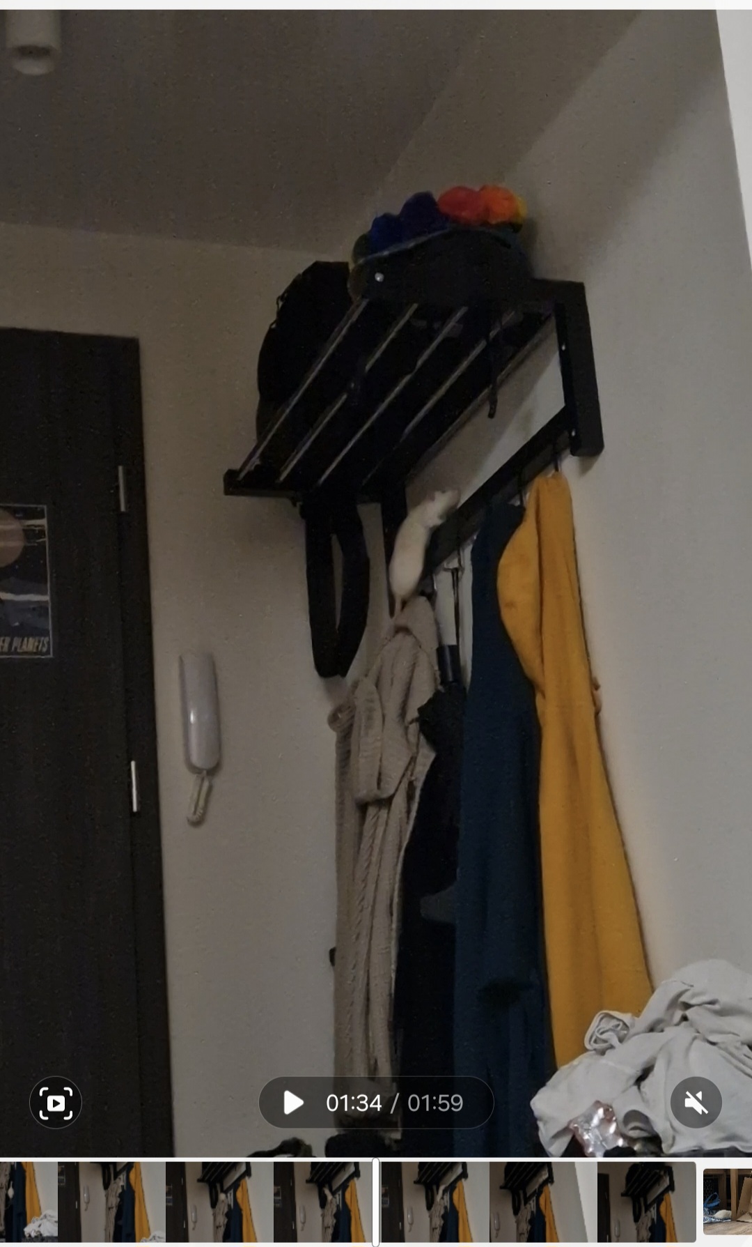 white rat climbing my coat rack 
