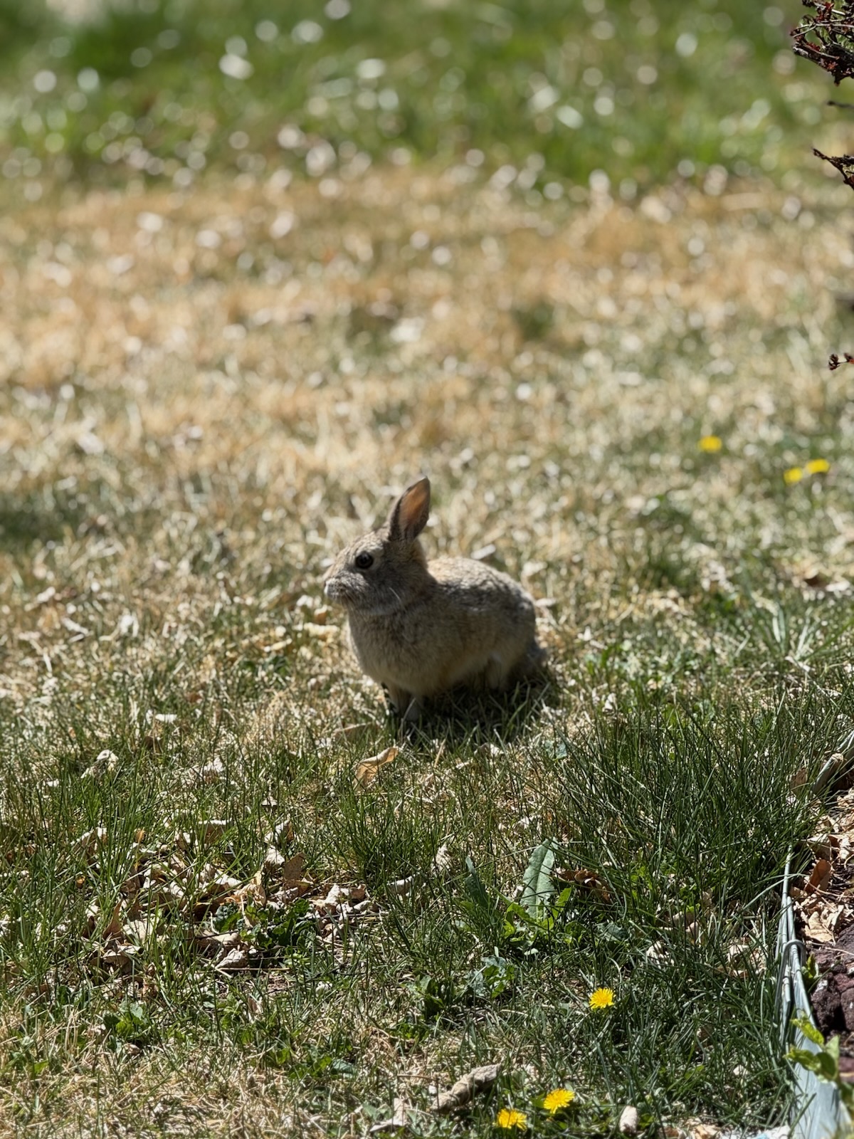 Bunny picture