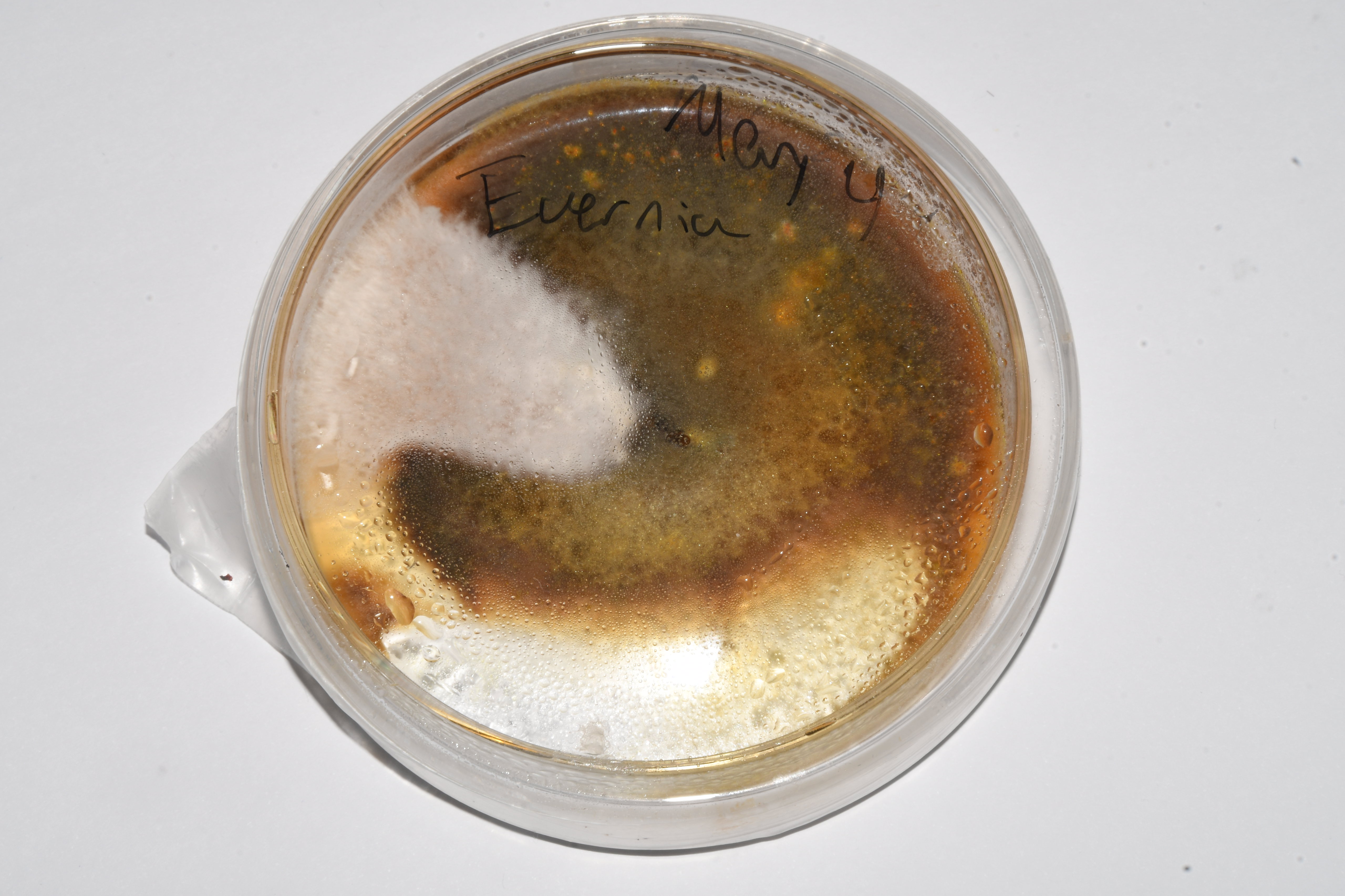 Wild cuture of evernia, contaminated