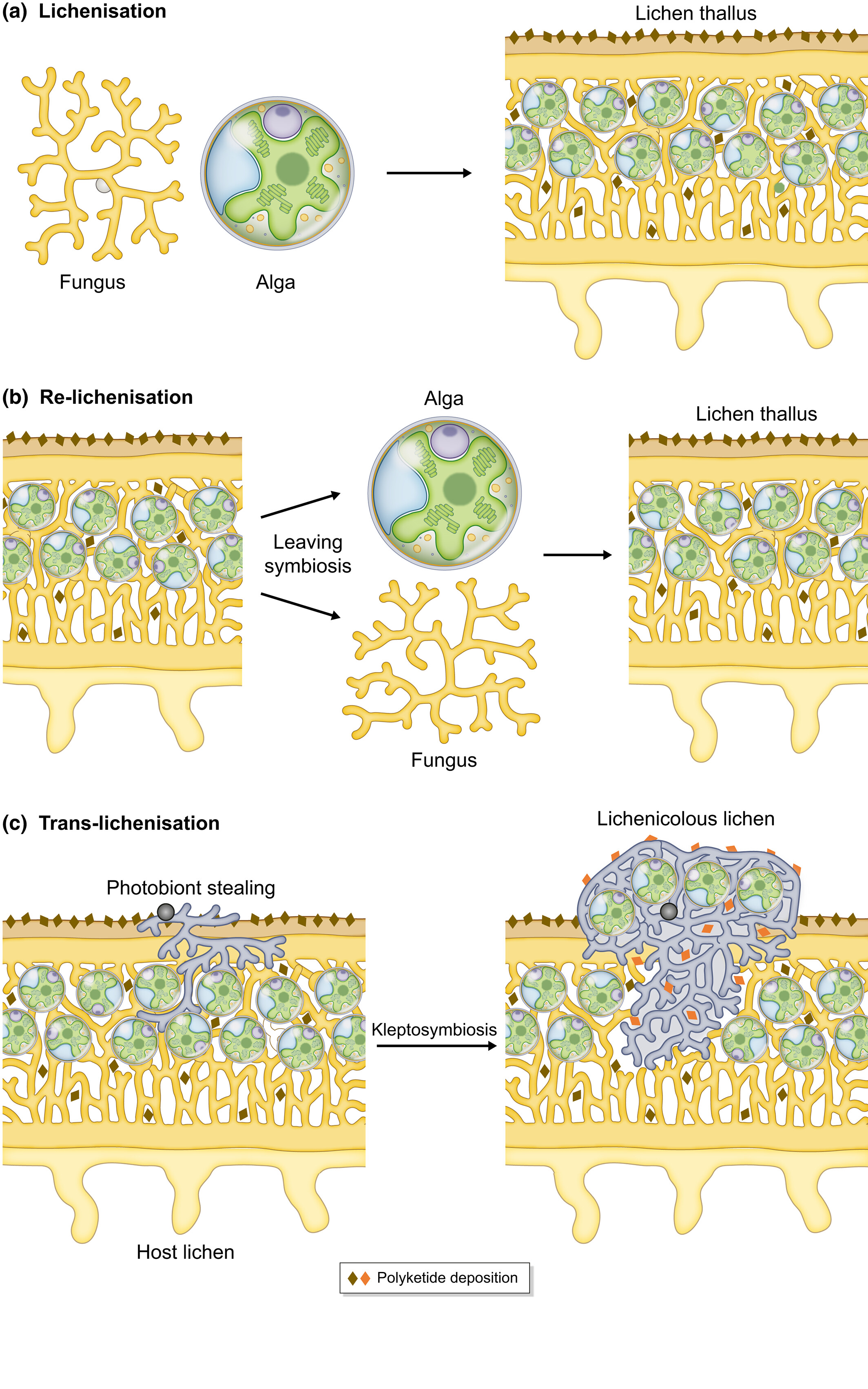 Lichen Structure