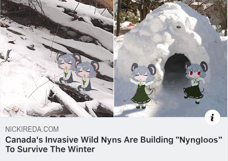 A screenshot of a Facebook link embed. The embed is from Nickireda.com, and reads "Canada's Invasive Wild Nyns Are Building 'Nyngloos' To Survive The Winter". There are two images in the embed, the one on the left shows two Nyns sitting cross-legged while smiling in some snowy forest shrubery, while the image on the right shows a small den with two of them standing and celebrating outside.