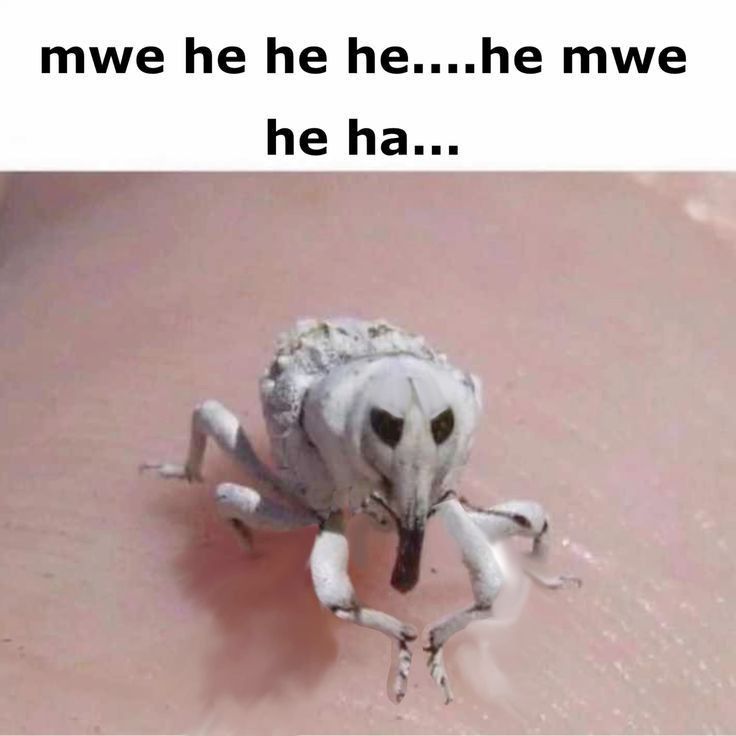 photo of a white weevil bug rubbing its hands together with the caption spelling out and evil villain laughing