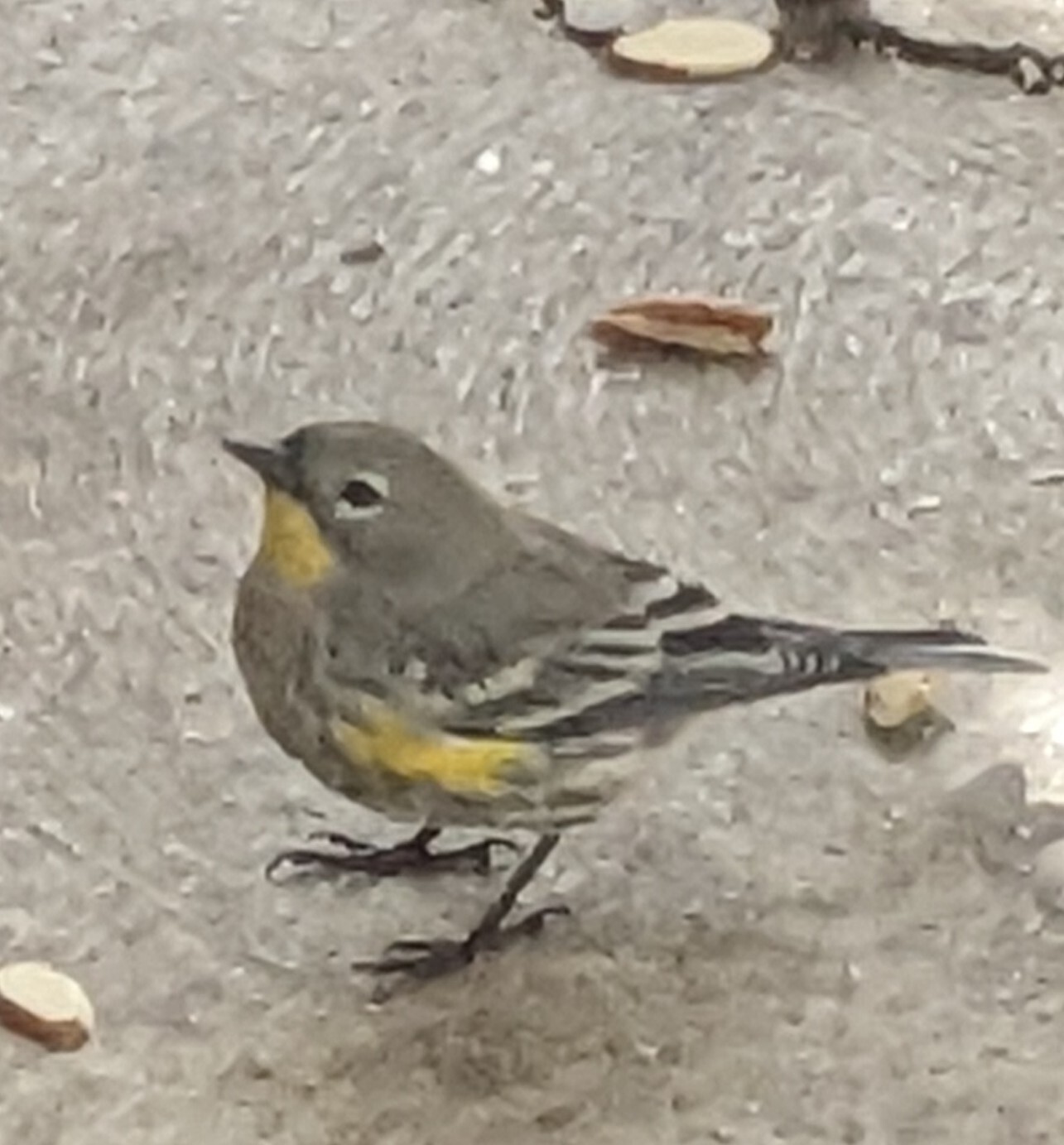 Audubon's Warbler: a small mostly-gray bird with a pointy black beak, black legs,  yellow chin and side patches, white eyeliner, black-and-white striped wingtips and tail-tips. Eating sunflower seeds on my balcony. 