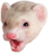 ferret