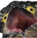 bird-screm-2