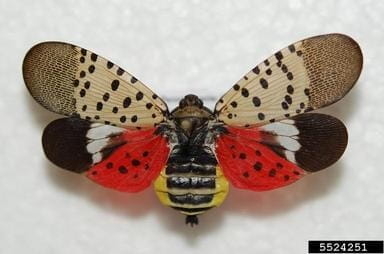 Spotted lanternfly