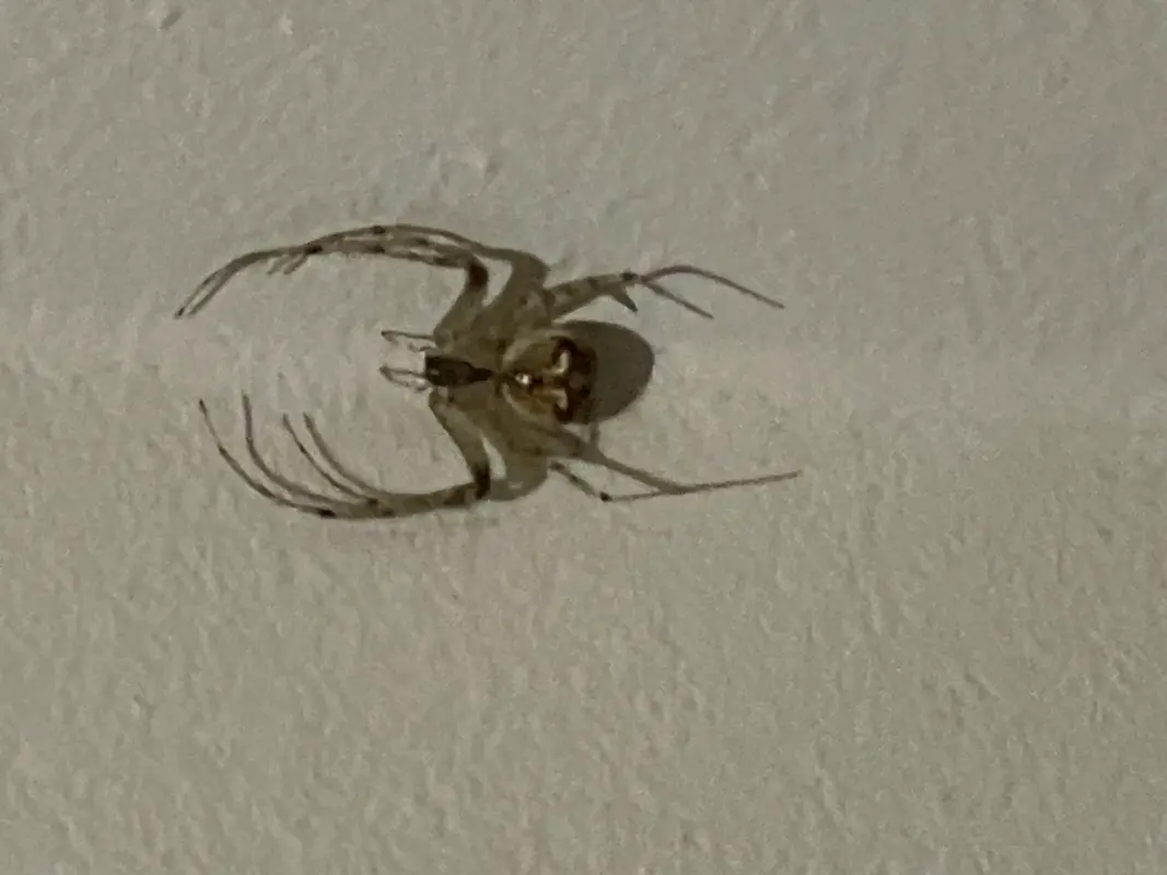 A tan/brown spider resting in the crevice where a wall meets the ceiling.