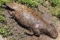 A Carpincho/Capybara having a great big relax in the Buenos Aires ecoparque