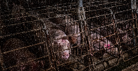 Republicans want to put pigs back in tiny cages. Again.