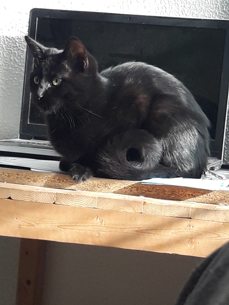 Bolita