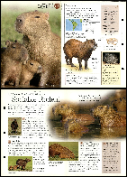 A cool guide on Capybaras.