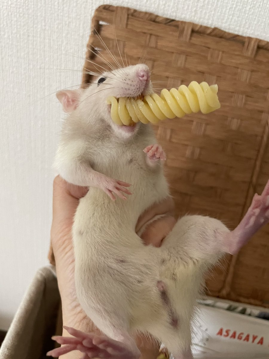 A white rat being gabbed while having a big piece of pasta in her mouth