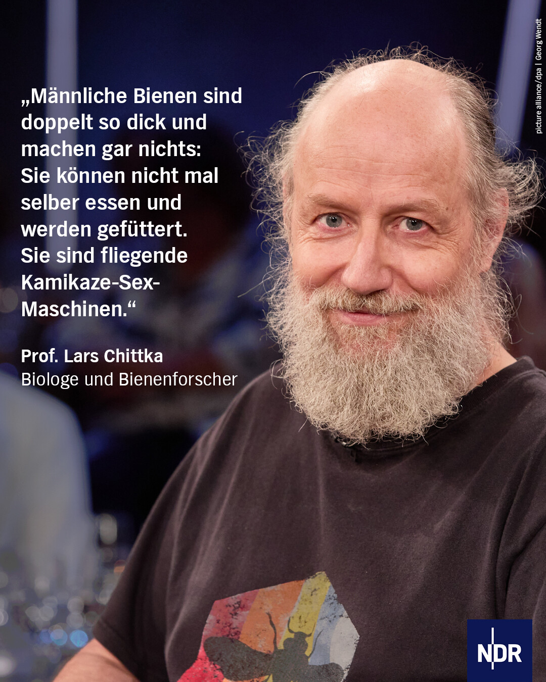 Ein Bild von Professor Chittka mit dem Text "Männliche Bienen sind doppelt so dick und machen gar nix: Sie können nicht mal selber essen und werden gefüttert. Sie sind fliegende Kamikaze-Sex-Maschinen"