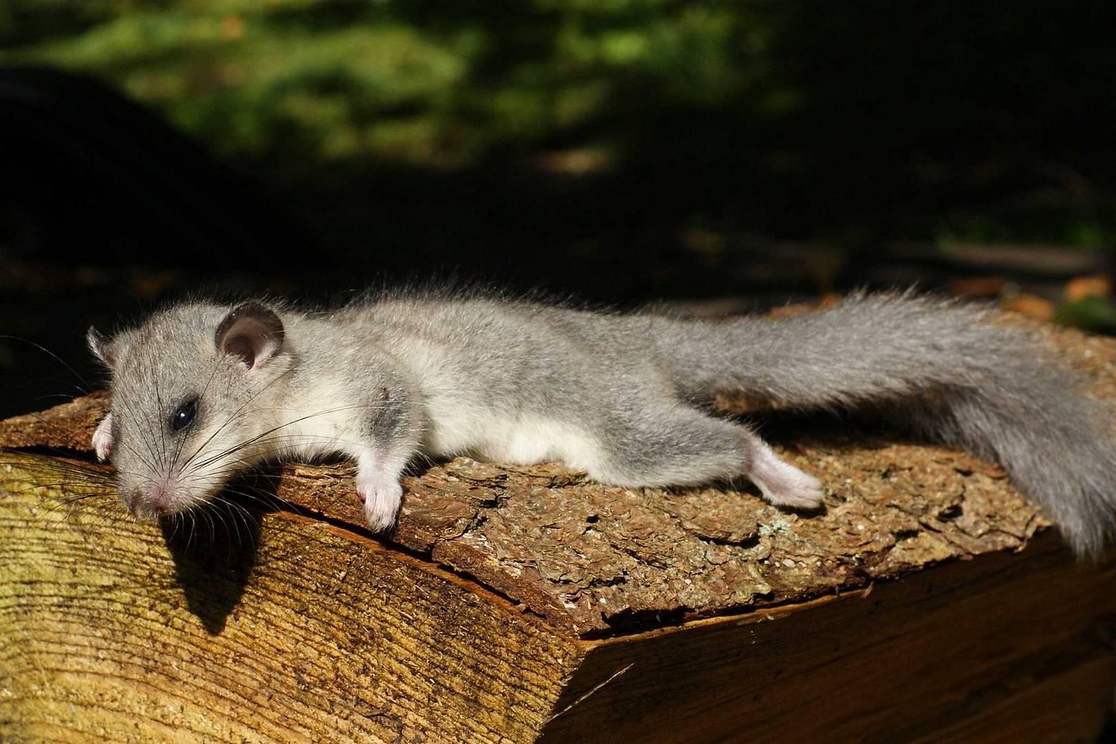 Ein Siebenschläfer liegt müde und zufrieden auf einem Stück Holz.