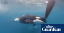 Yacht sinks after latest incident involving orcas in strait of Gibraltar