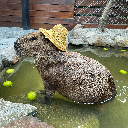 Capybara