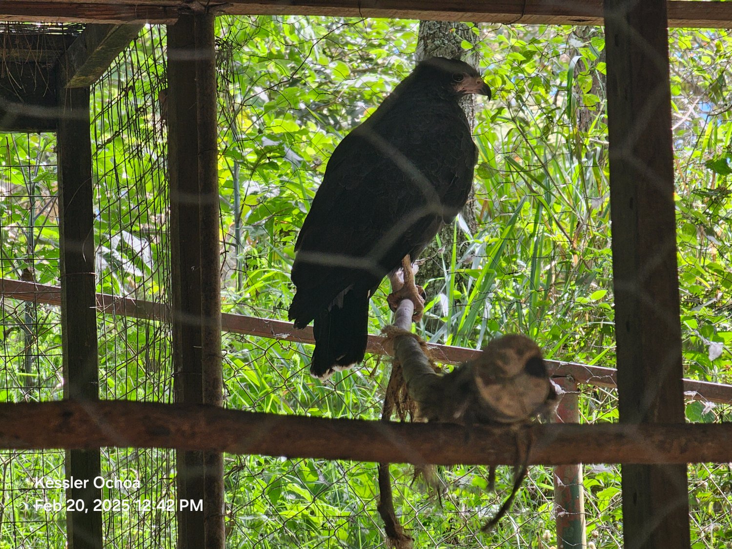 A Photo taken from a zoo, inside the cage is a falcon can be seen perched on a mossy stick in the background. That same stick is seen with a pattern on the stem that makes it seem like another, smaller bird is perched on another branch supporting it.