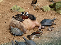 Wholesome capybaras are friends with everyone