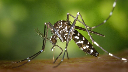 Tiger mosquitoes now everywhere in France after spreading to Normandy