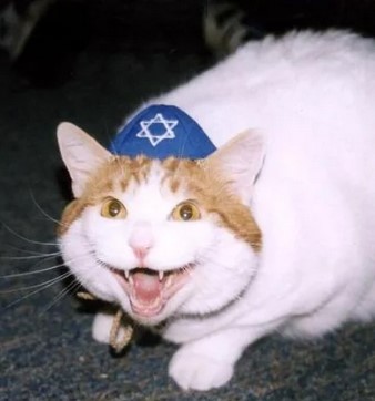 jew cat