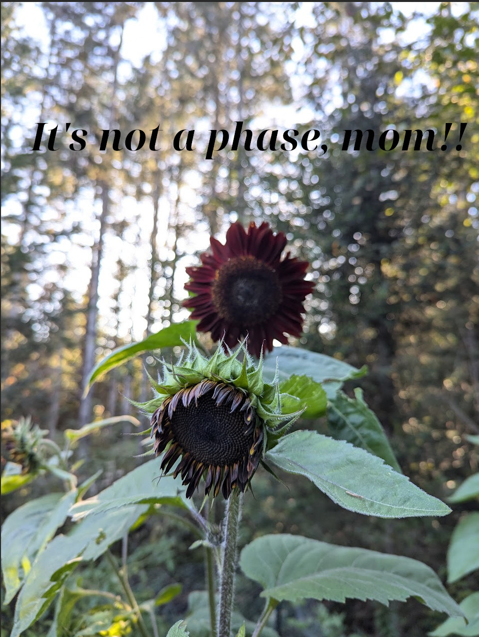 Emo looking sunflower with dark petals in front of a larger, more colorful, flower.