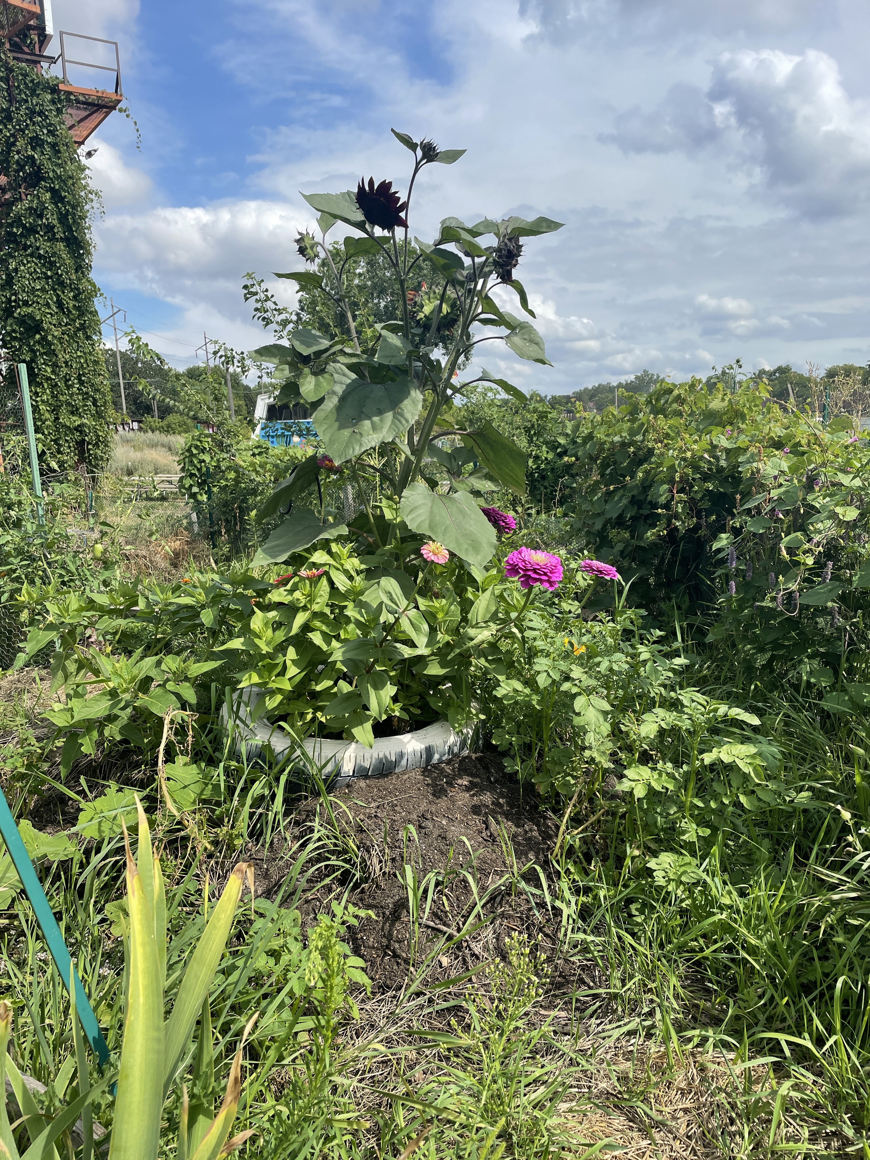 A plot in a community garden: an explosion of green and pink plants against a backdrop of endless blue sky dotted with fluffy clouds